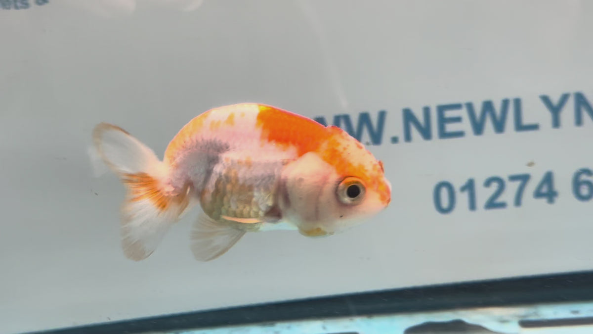 Red/White Ranchu 7-8cm Fancy Goldfish (Ran2)