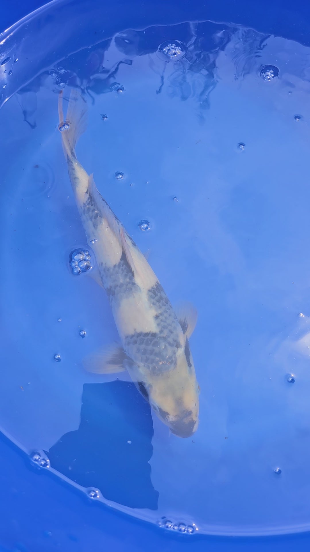 Japanese Koi Jumbo Shiro 13-14" (Fish in Photo) (O 1)