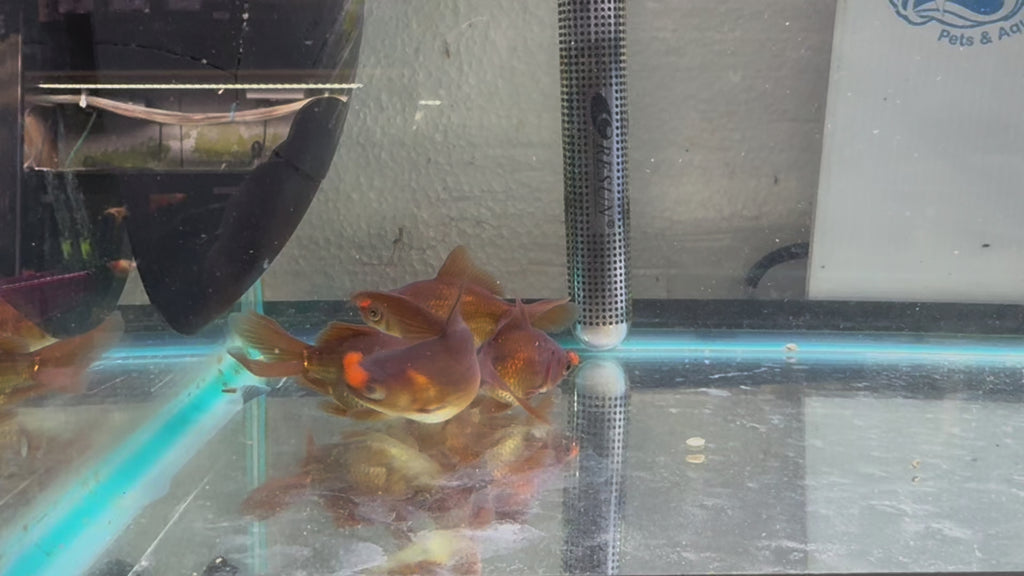 Chocolate Pom Pom 7-8cm Fancy Goldfish (Picked at Random) (BF4B)