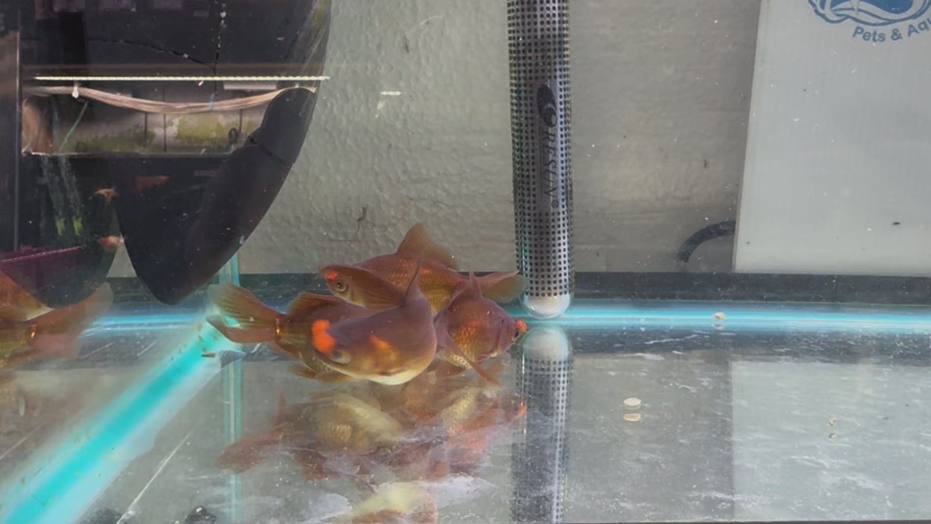Chocolate Pom Pom 7-8cm Fancy Goldfish (Picked at Random) (BF4B)