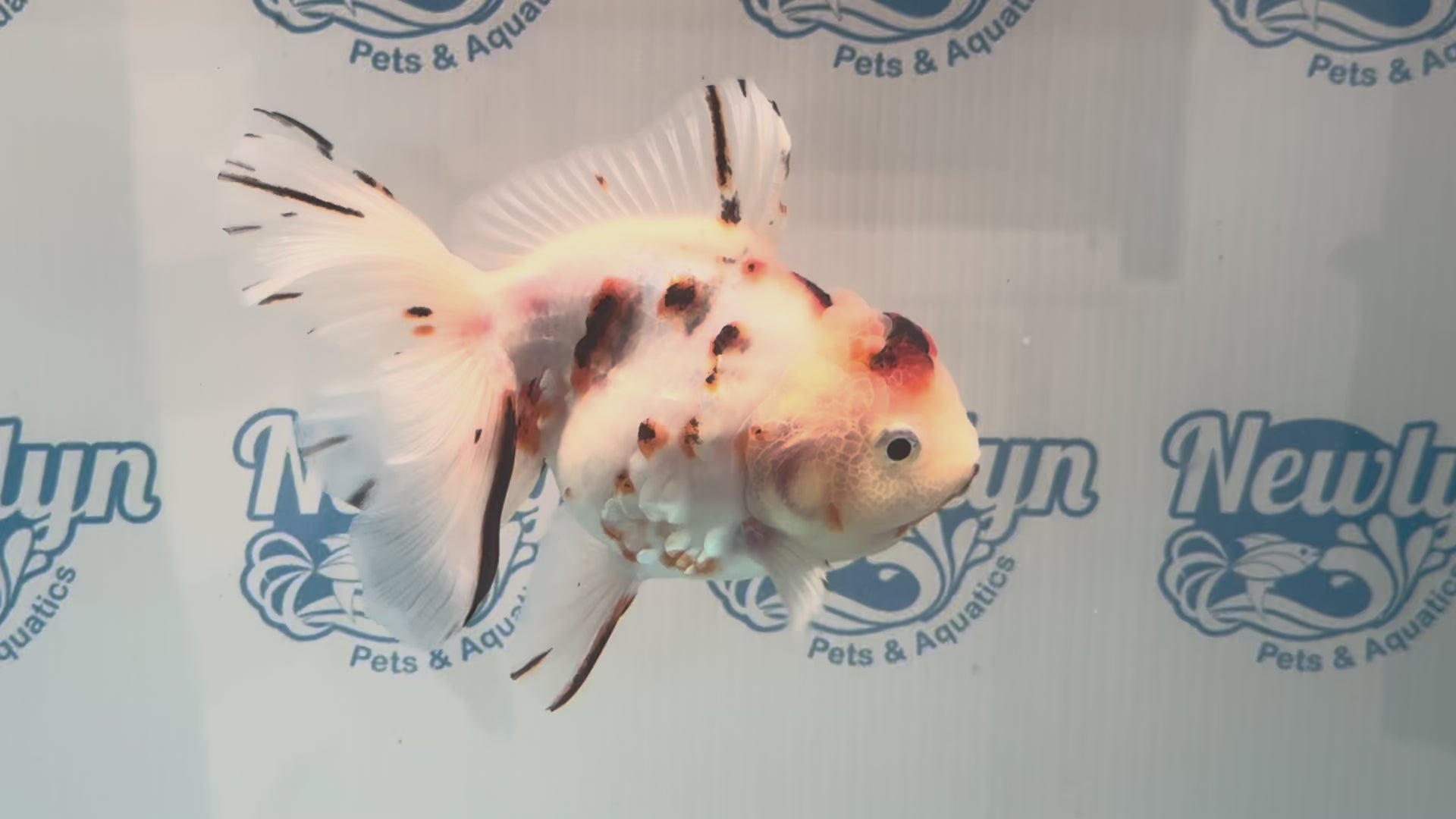 Calico Oranda 13-14cm OR12hg (Fish in photo)