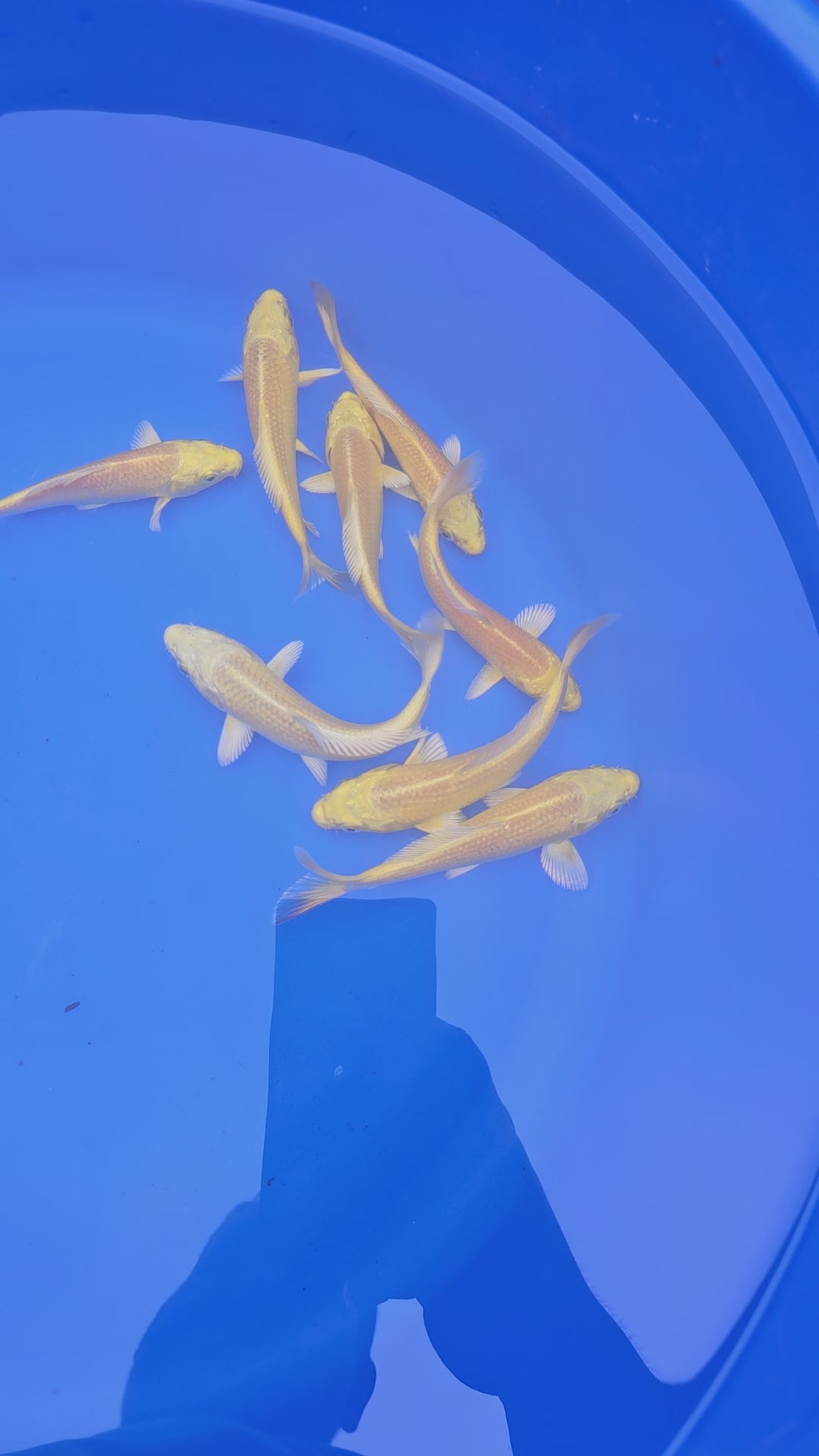 Yamabuki Ogon Japanese Koi 13-15cm (O 2)