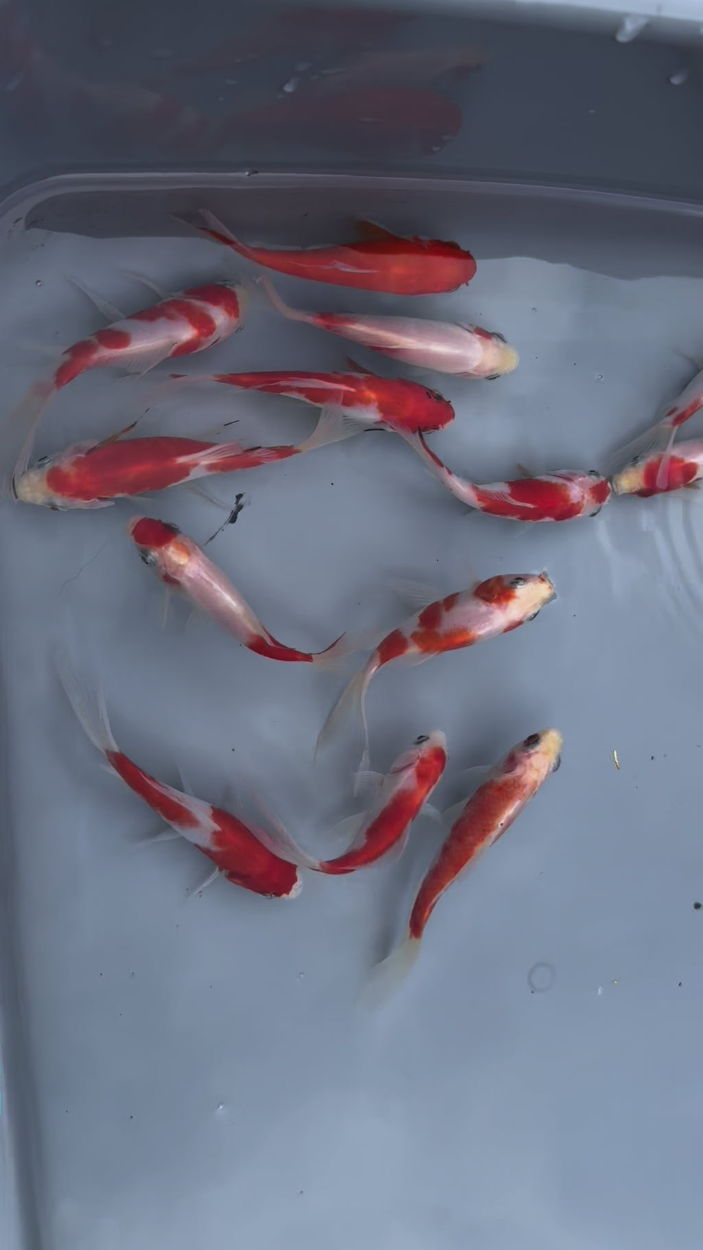 Sakura Sarasa Comet (Red & White) 4"