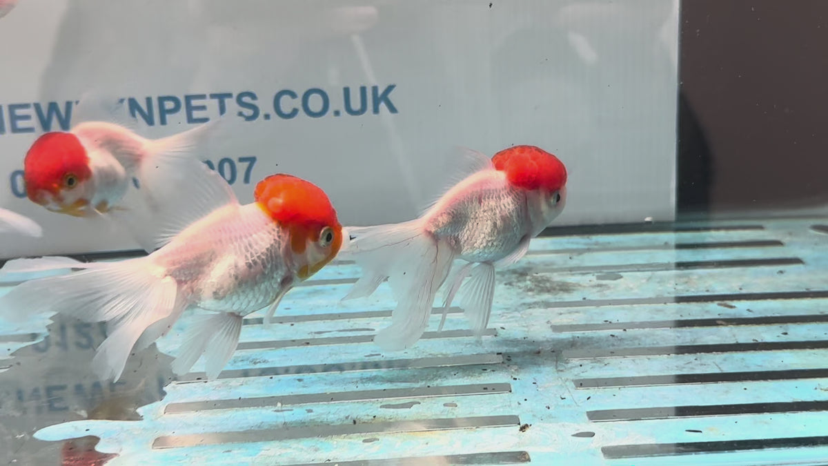 Red Cap Oranda 8-9cm Chinese Fancy Goldfish