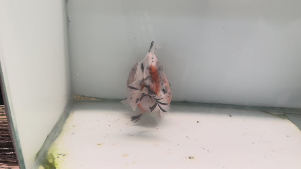 Oranda Short Tail 12-13cm OR9 (Fish in photo)