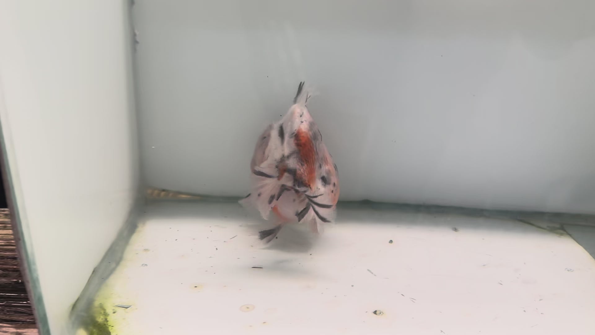 Oranda Short Tail 12-13cm OR9 (Fish in photo)