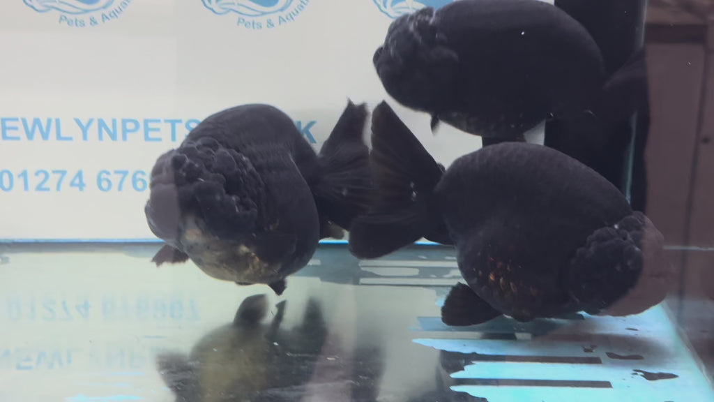 Black Ranchu 14-15cm Fancy Goldfish