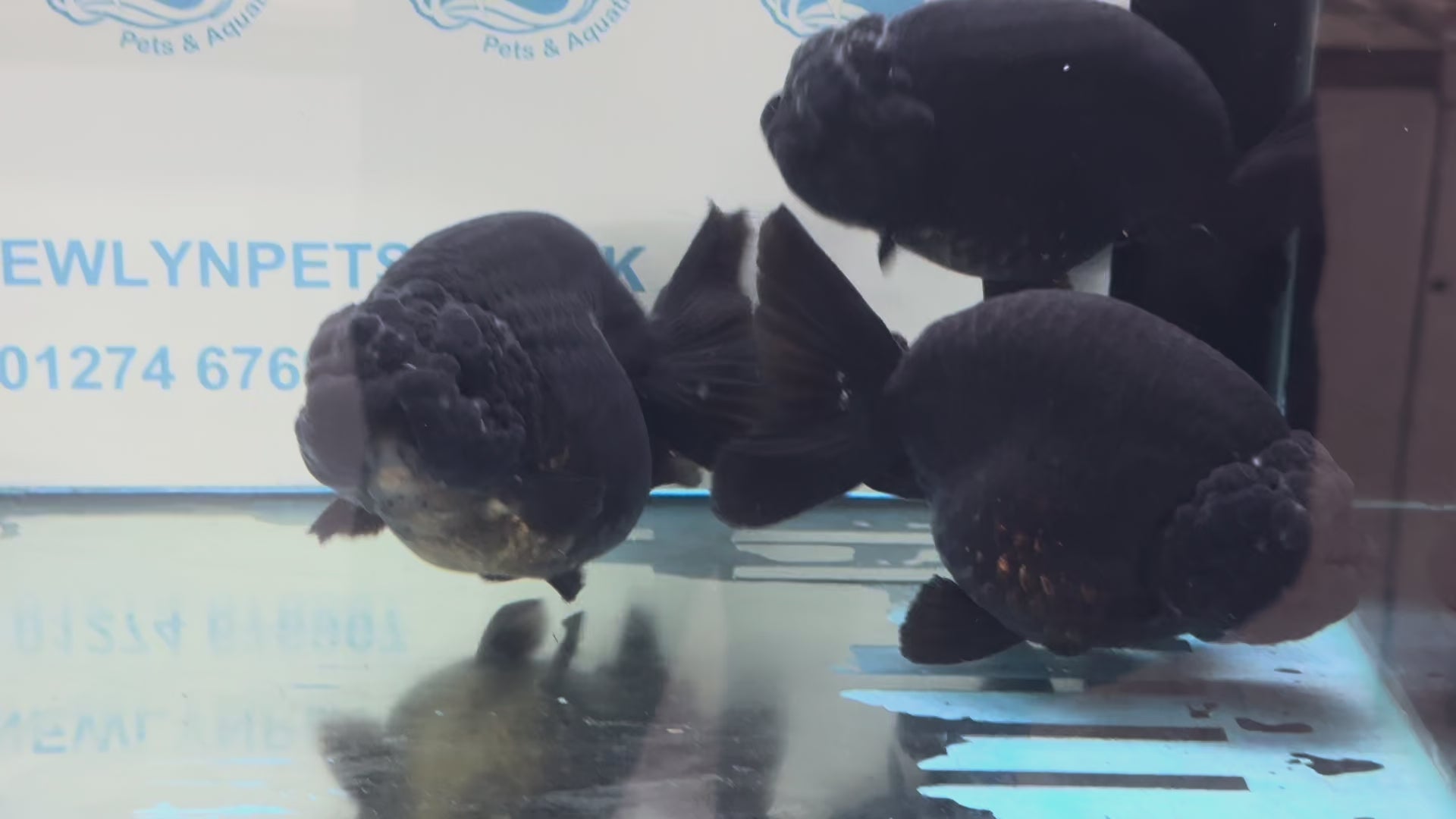 Black Ranchu 14-15cm Fancy Goldfish