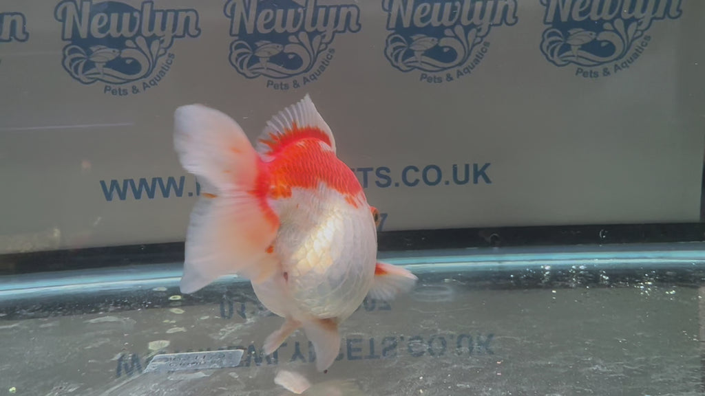 Short Tail Ryukin 11-12cm #2 (BF2)