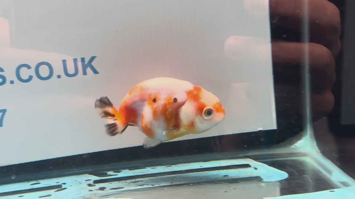 Red/White Ranchu 7-8cm Fancy Goldfish (Ran1)