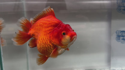 Jumbo Oranda  15-16cm (Fish in photo) #21