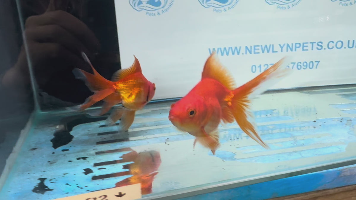 Red Ryukin 9-10cm Chinese Fancy Goldfish