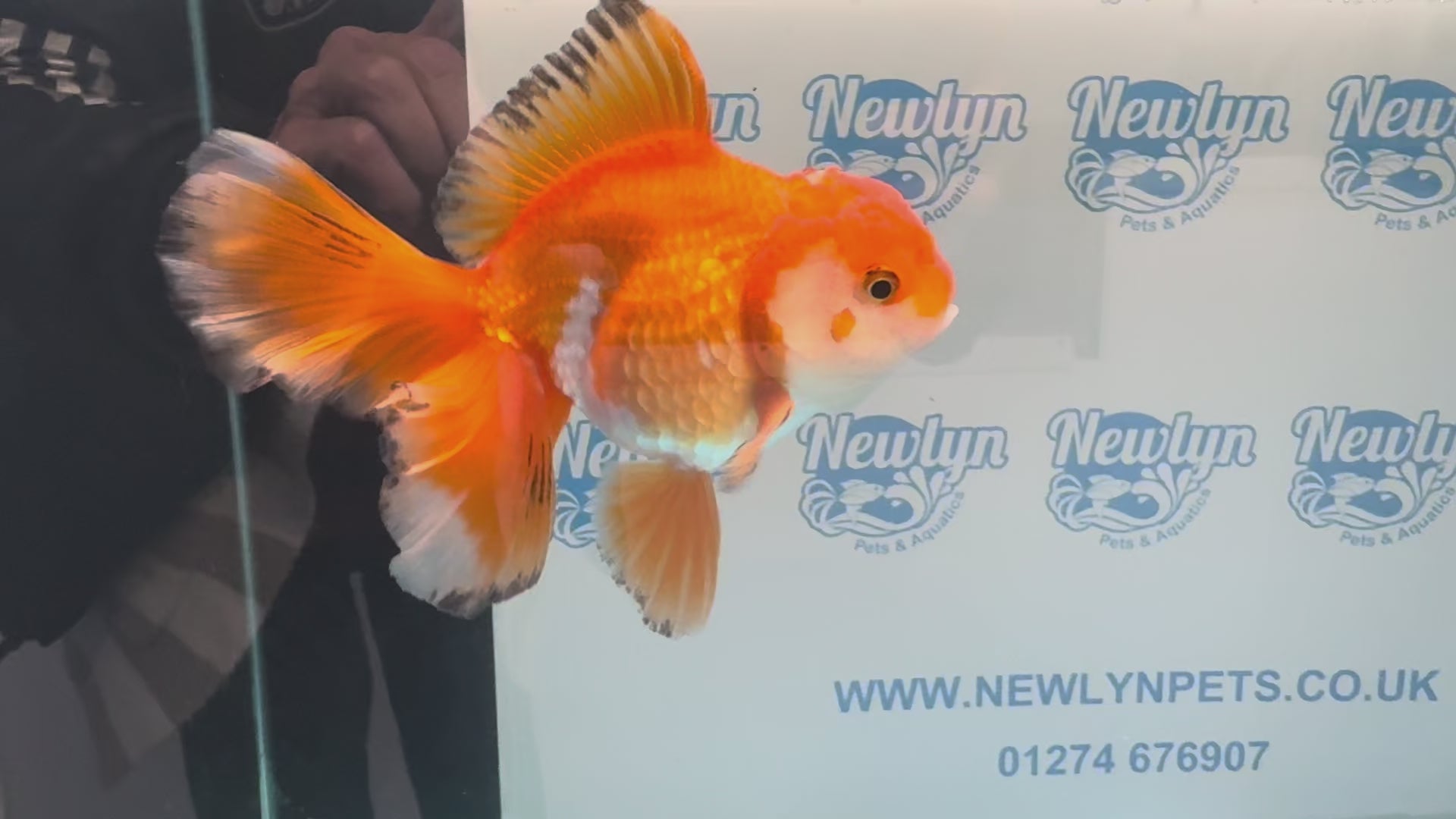 Oranda 14-15cm OR9hg (Fish in photo)