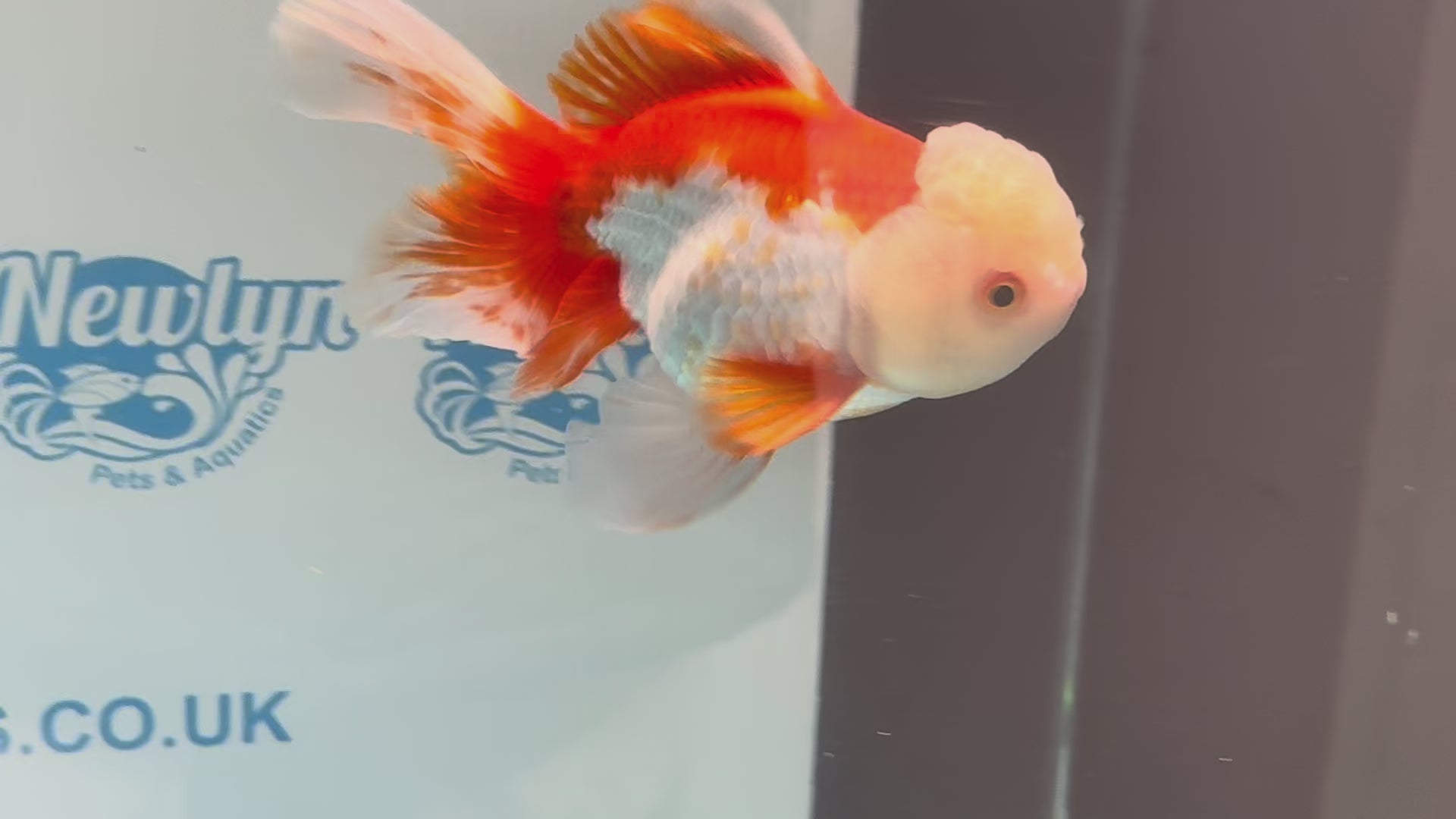 Oranda 14cm OR6 (Fish in photo)