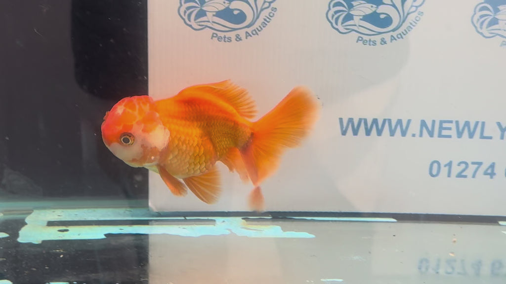 Oranda 13cm OR17 (Fish in photo)
