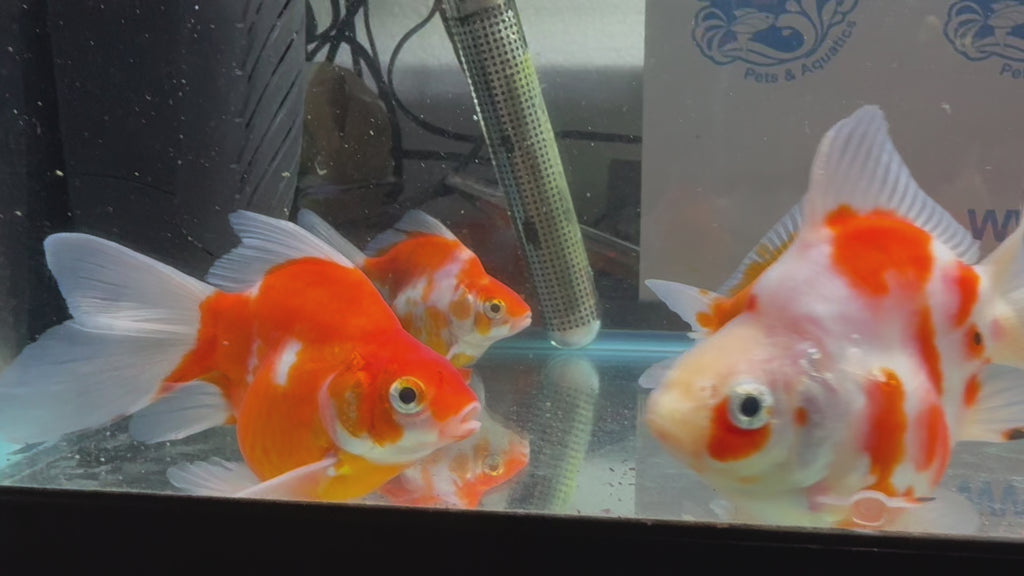 Tamasaba Sabao Sakura 8-10cm