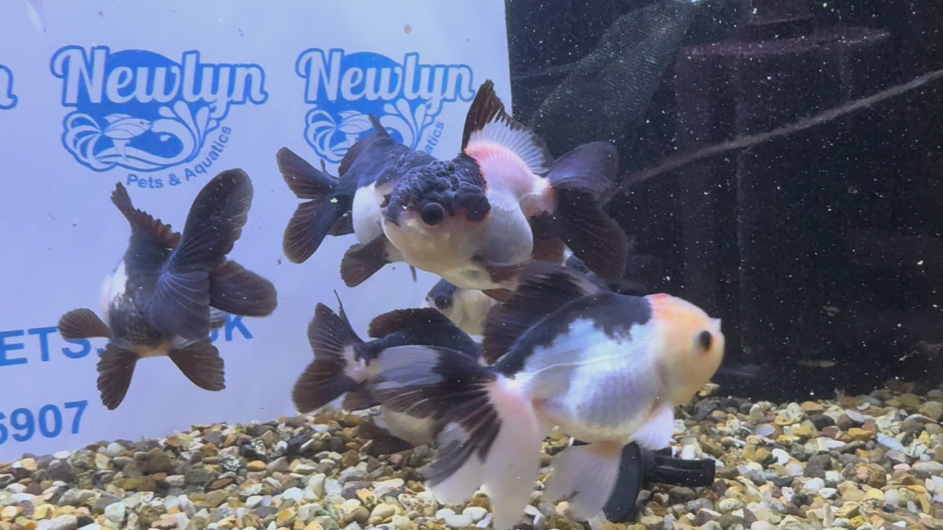 Panda Oranda 8-9cm (BF4A - 4B)