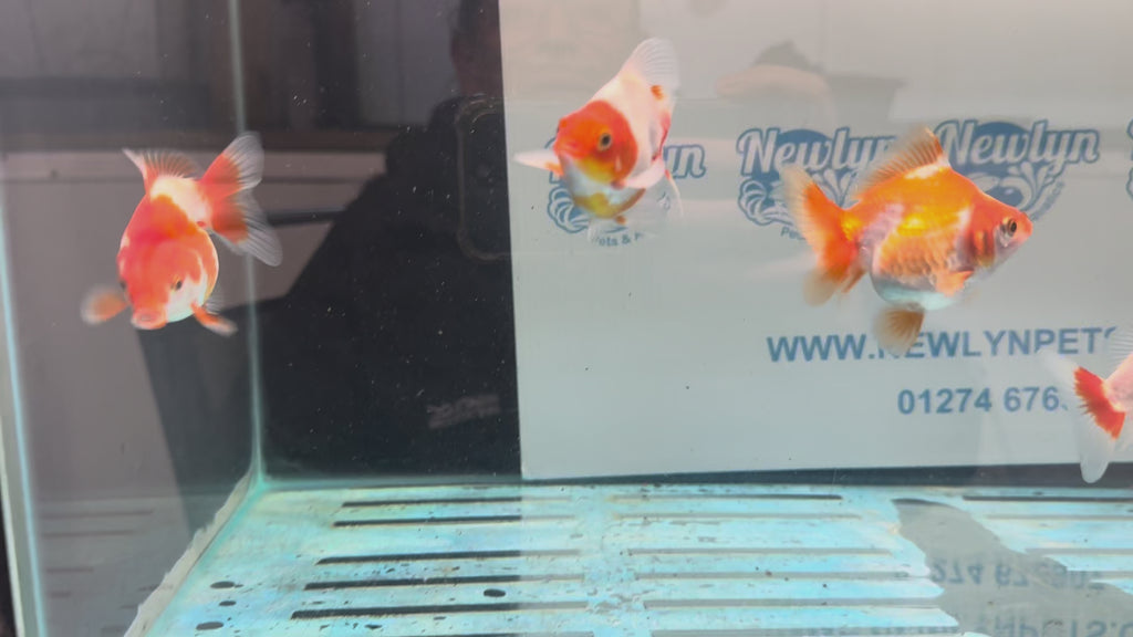Red/White Ryukin 6-8cm