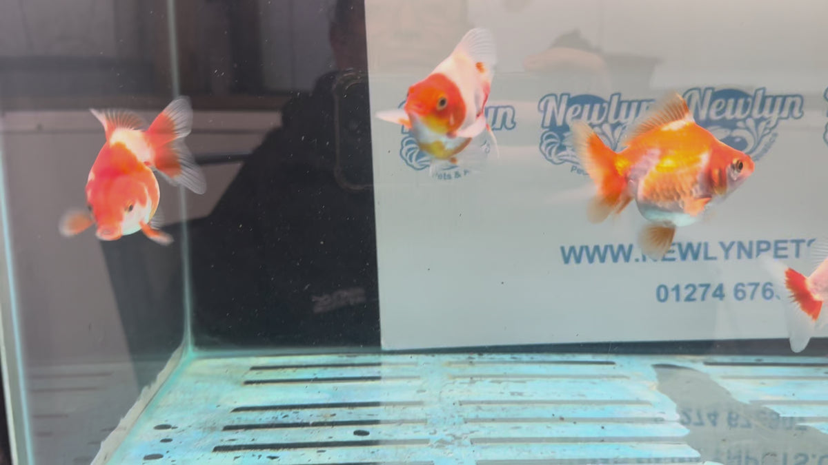 Red/White Ryukin 6-8cm