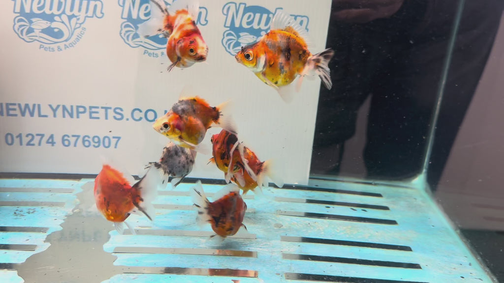 Short Tail Calico Ryukin 6-7cm