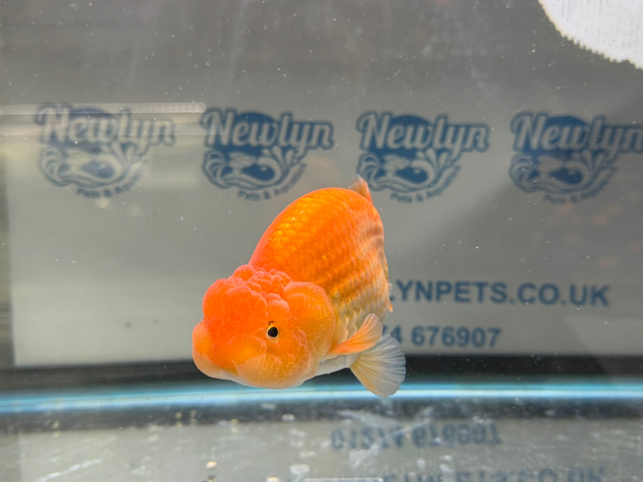 Ranchu 13cm Fancy Goldfish (Fish In Photo)(BF1) - Newlyn - pets - Newlyn - pets - 