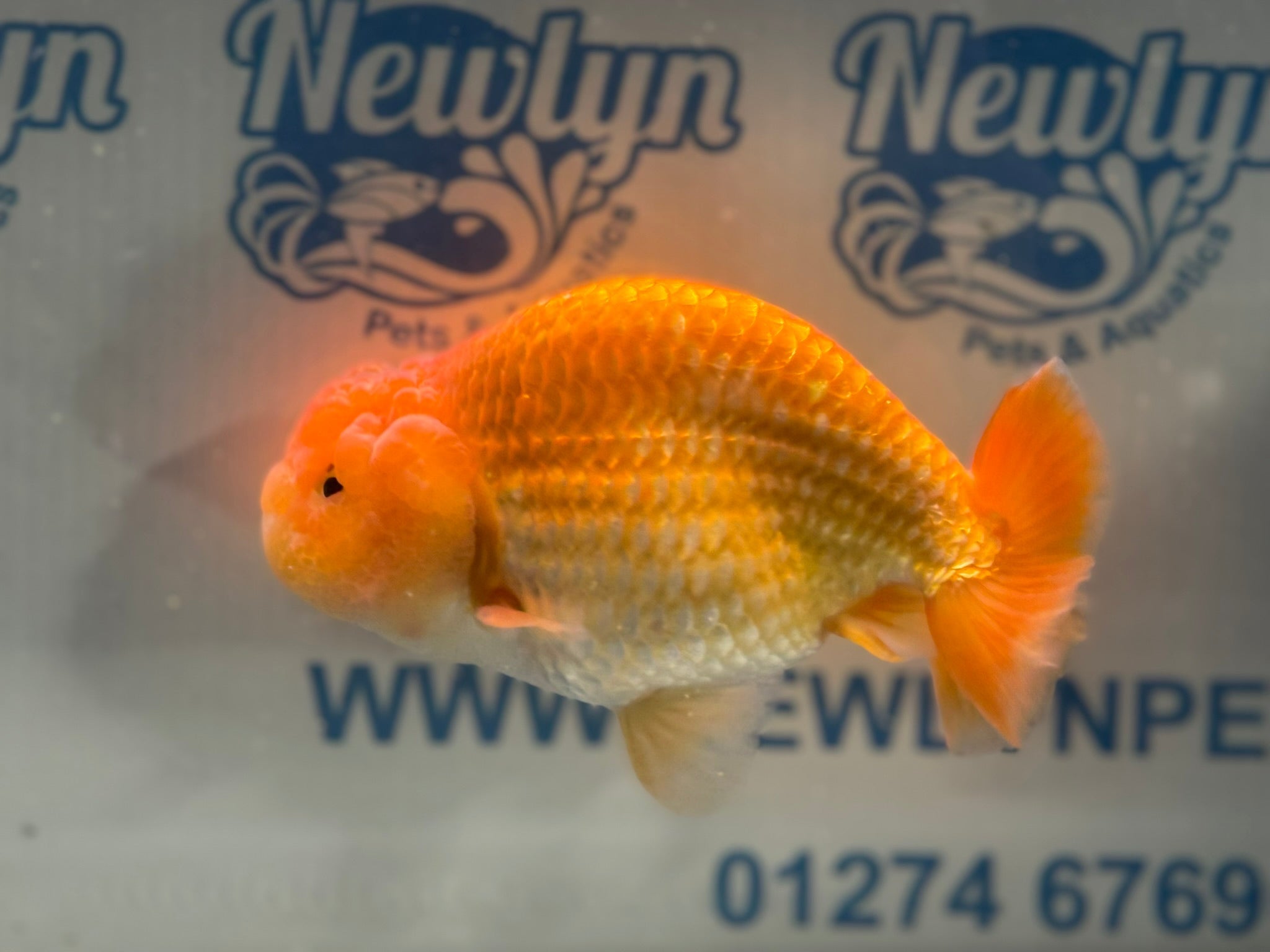 Ranchu 13cm Fancy Goldfish (Fish In Photo)(BF1) - Newlyn - pets - Newlyn - pets - 