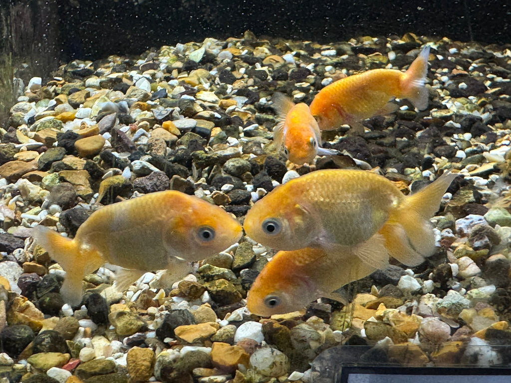 Ranchu 4-5cm Fancy Goldfish Andrew James - Newlyn-pets - Newlyn-pets - 