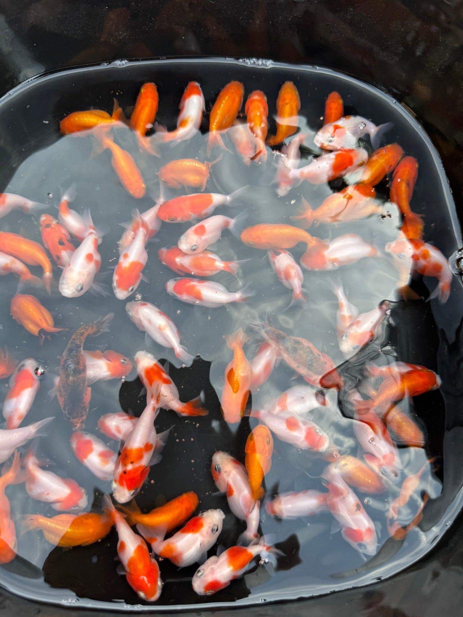 Ranchu 4 - 5cm Fancy Goldfish - Newlyn - pets - Newlyn - pets - 