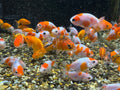 Ranchu 4 - 5cm Fancy Goldfish - Newlyn - pets - Newlyn - pets - 