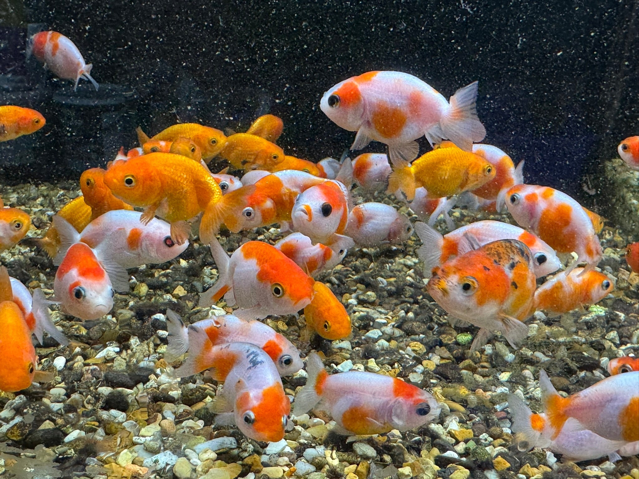 Ranchu 4 - 5cm Fancy Goldfish - Newlyn - pets - Newlyn - pets - 