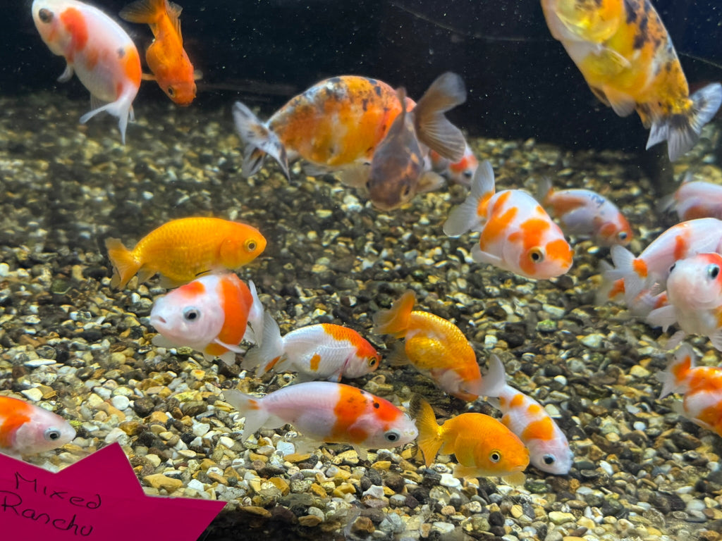 Ranchu 4 - 5cm Fancy Goldfish - Newlyn - pets - Newlyn - pets - 