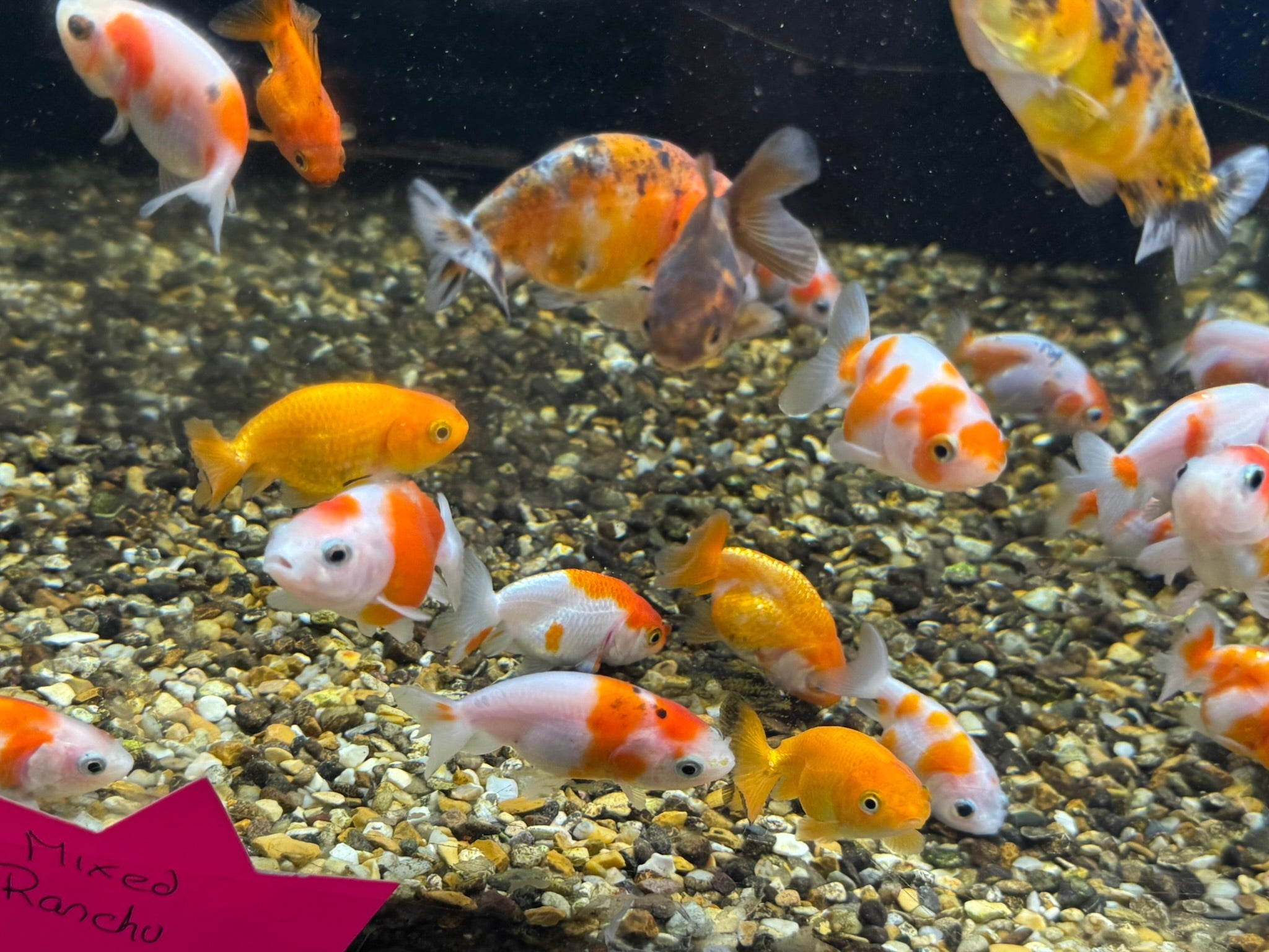 Ranchu 4 - 5cm Fancy Goldfish - Newlyn - pets - Newlyn - pets - 