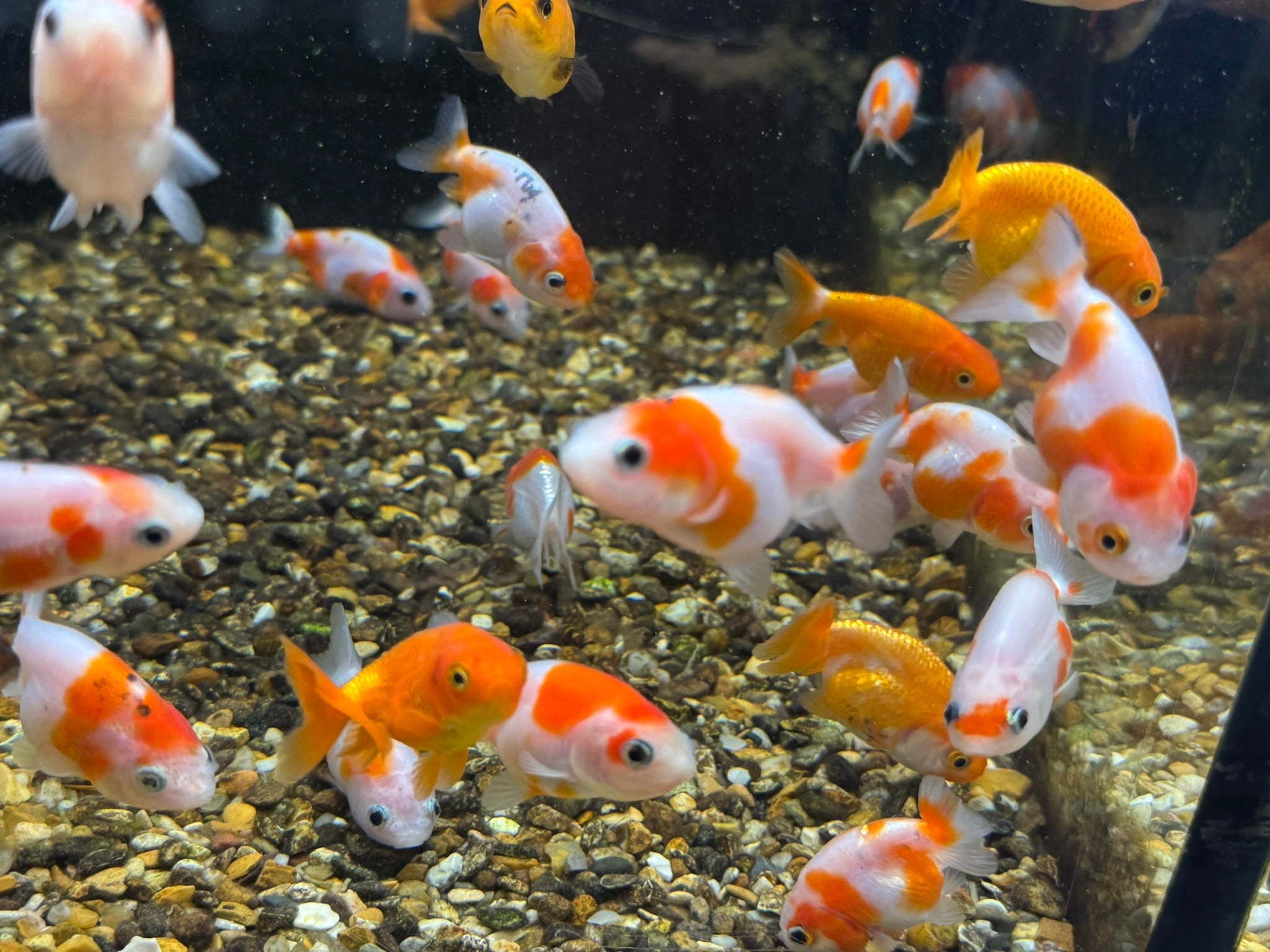 Ranchu 4 - 5cm Fancy Goldfish - Newlyn - pets - Newlyn - pets - 