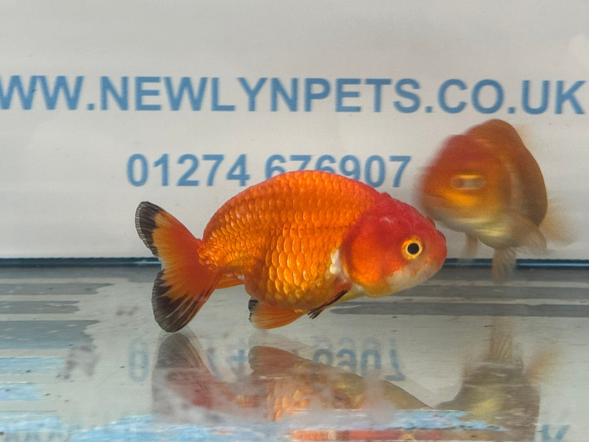Ranchu 9 - 10cm Fancy Goldfish - Newlyn - pets - Newlyn - pets - 