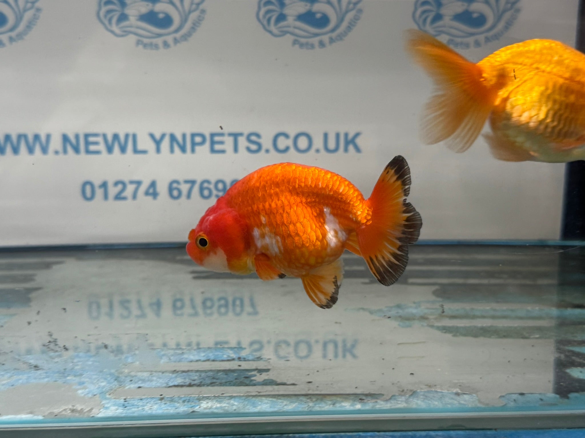 Ranchu 9 - 10cm Fancy Goldfish - Newlyn - pets - Newlyn - pets - 
