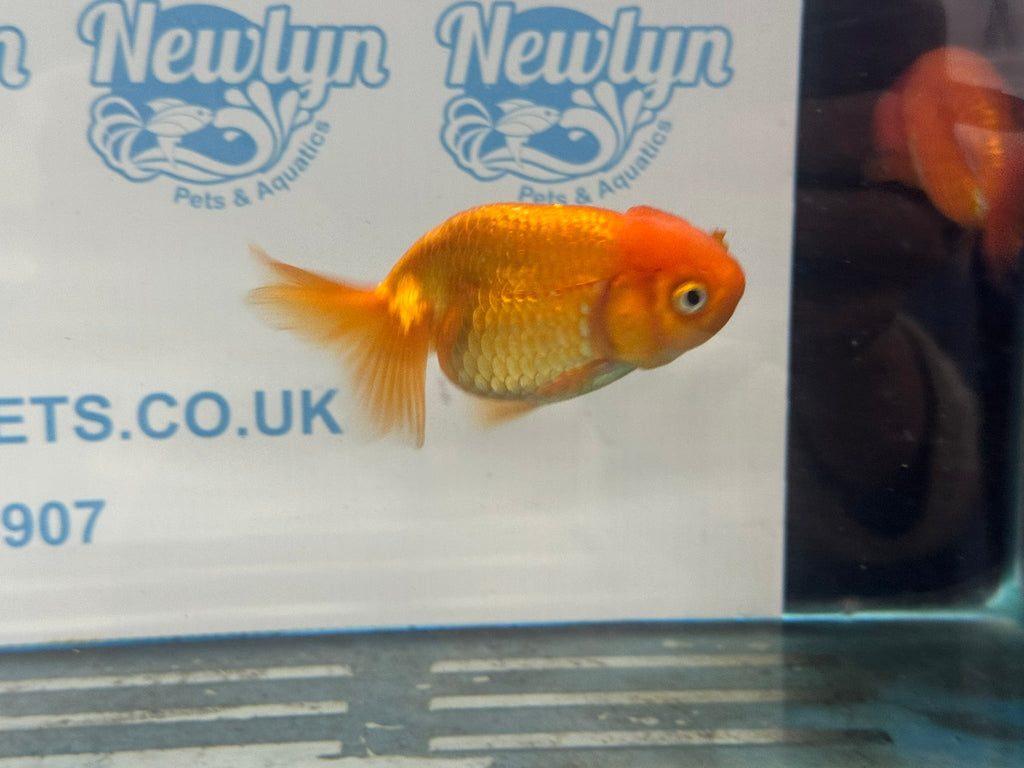 Ranchu 9 - 10cm Fancy Goldfish - Newlyn - pets - Newlyn - pets - 
