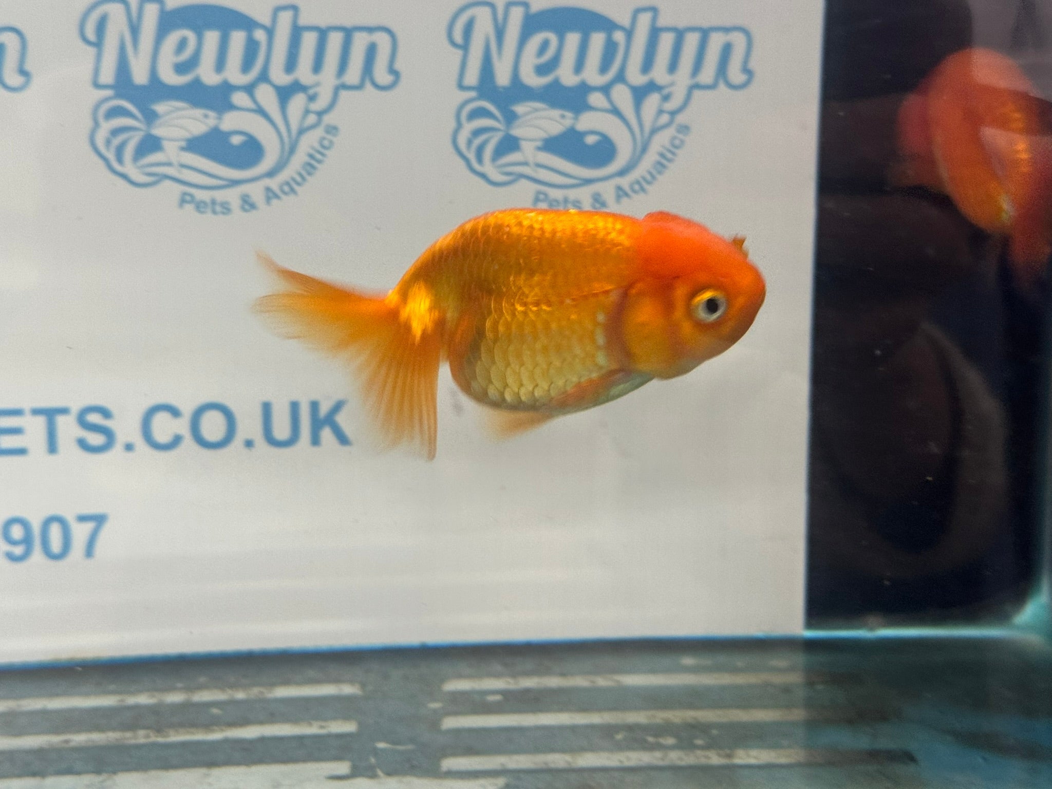 Ranchu 9 - 10cm Fancy Goldfish - Newlyn - pets - Newlyn - pets - 
