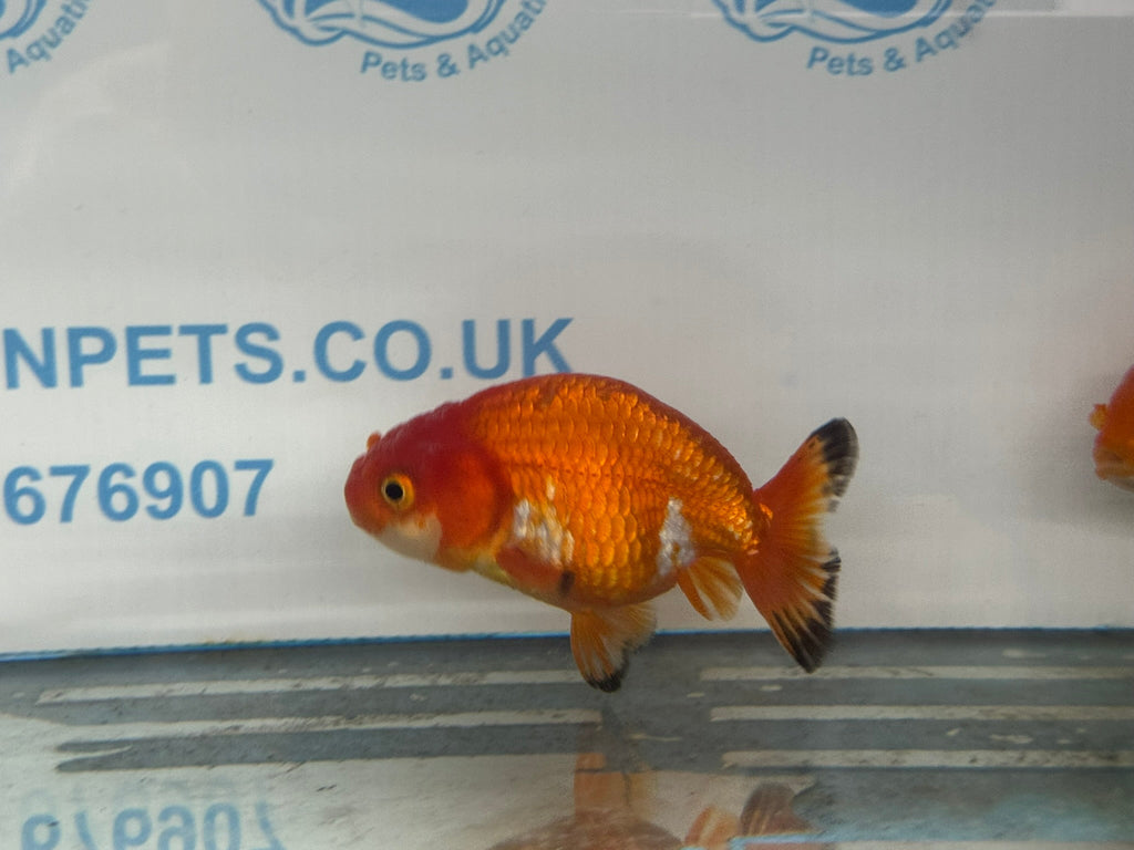 Ranchu 9 - 10cm Fancy Goldfish - Newlyn - pets - Newlyn - pets - 