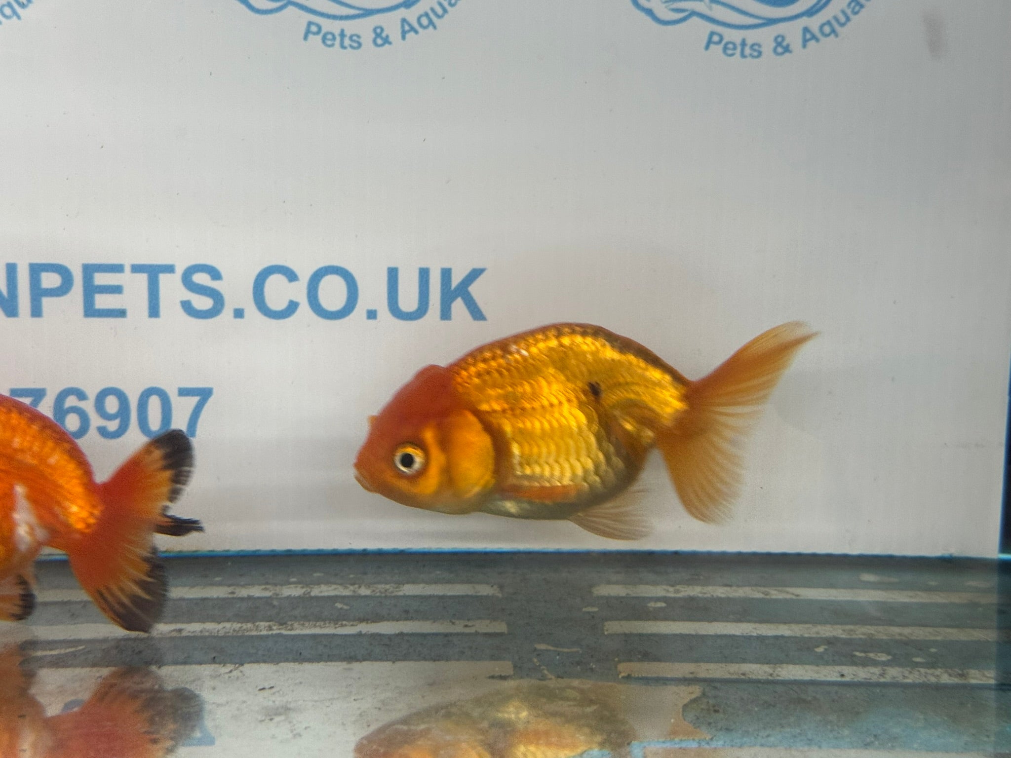 Ranchu 9 - 10cm Fancy Goldfish - Newlyn - pets - Newlyn - pets - 
