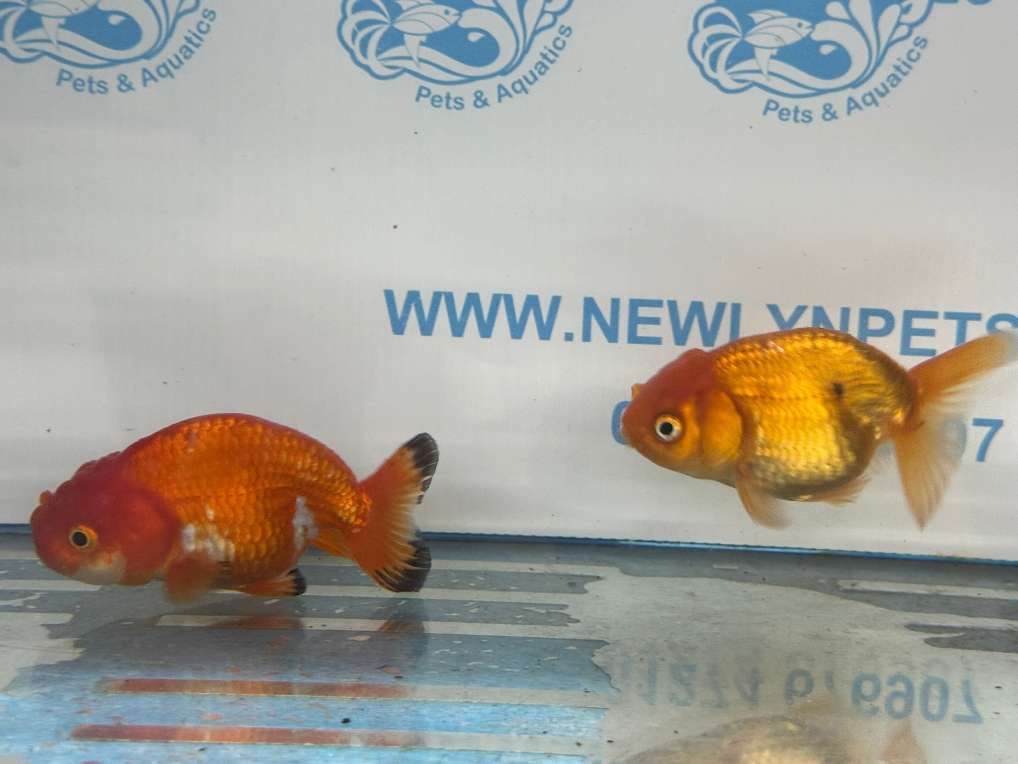 Ranchu 9 - 10cm Fancy Goldfish - Newlyn - pets - Newlyn - pets - 