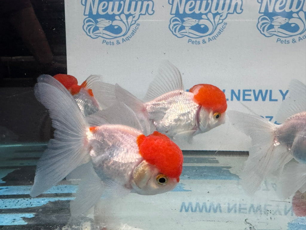 Red Cap Oranda 10 - 11cm Fancy Goldfish - Newlyn - pets - Newlyn - pets - 