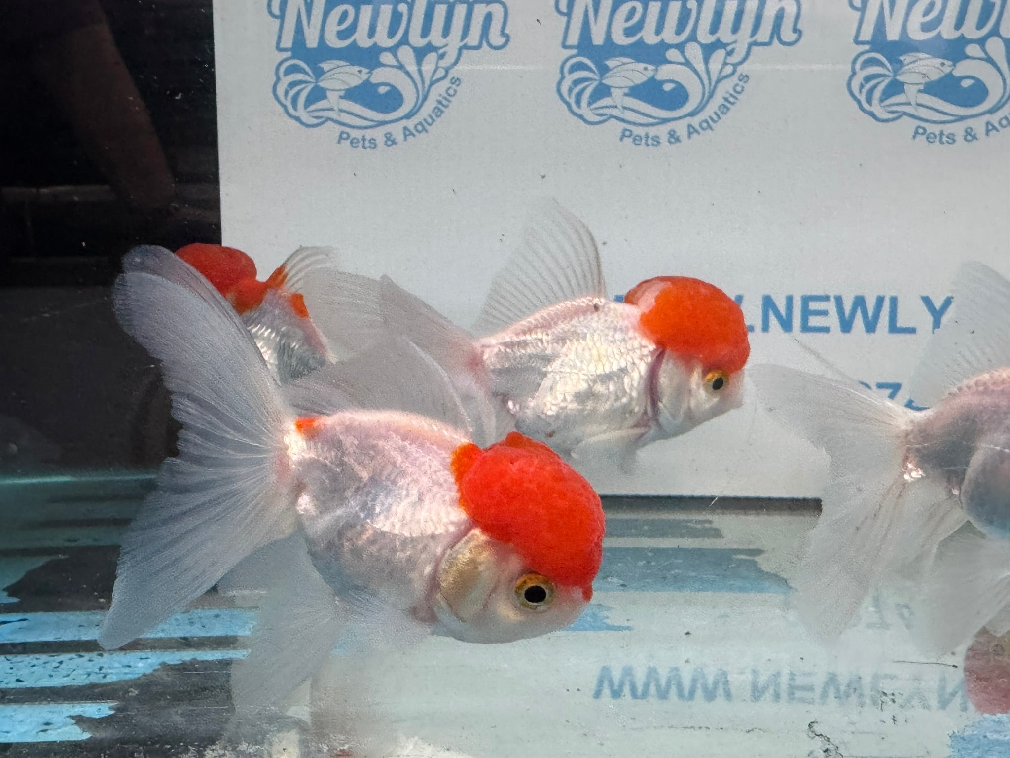 Red Cap Oranda 10 - 11cm Fancy Goldfish - Newlyn - pets - Newlyn - pets - 