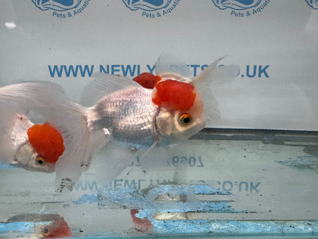 Red Cap Oranda 10 - 11cm Fancy Goldfish - Newlyn - pets - Newlyn - pets - 
