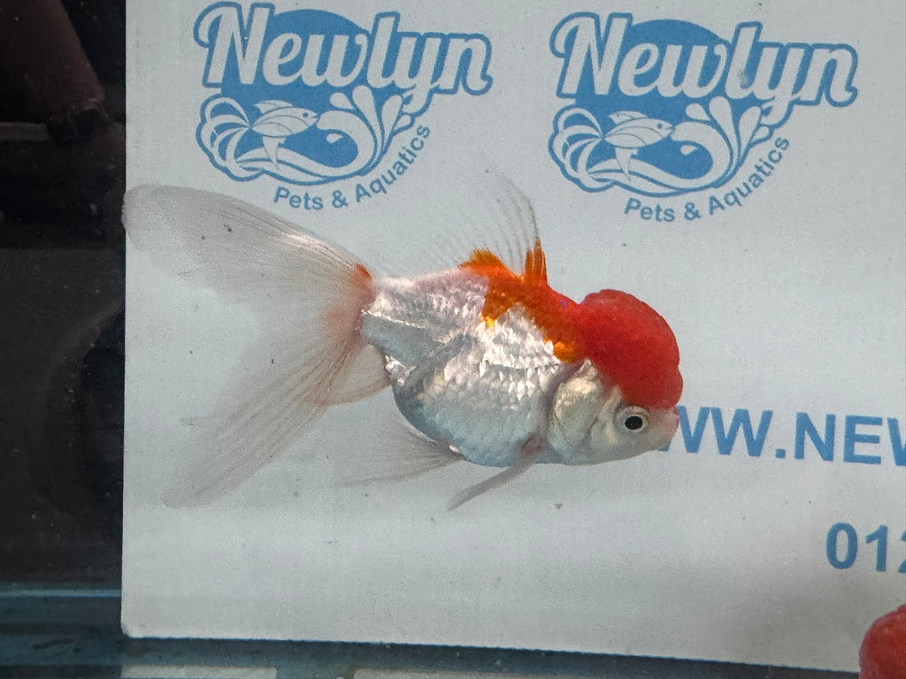 Red Cap Oranda 10 - 11cm Fancy Goldfish - Newlyn - pets - Newlyn - pets - 