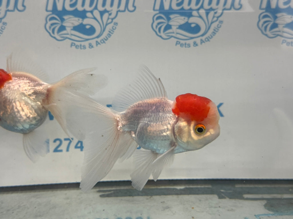 Red Cap Oranda 10 - 11cm Fancy Goldfish - Newlyn - pets - Newlyn - pets - 