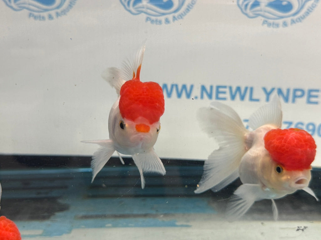 Red Cap Oranda 10 - 11cm Fancy Goldfish - Newlyn - pets - Newlyn - pets - 