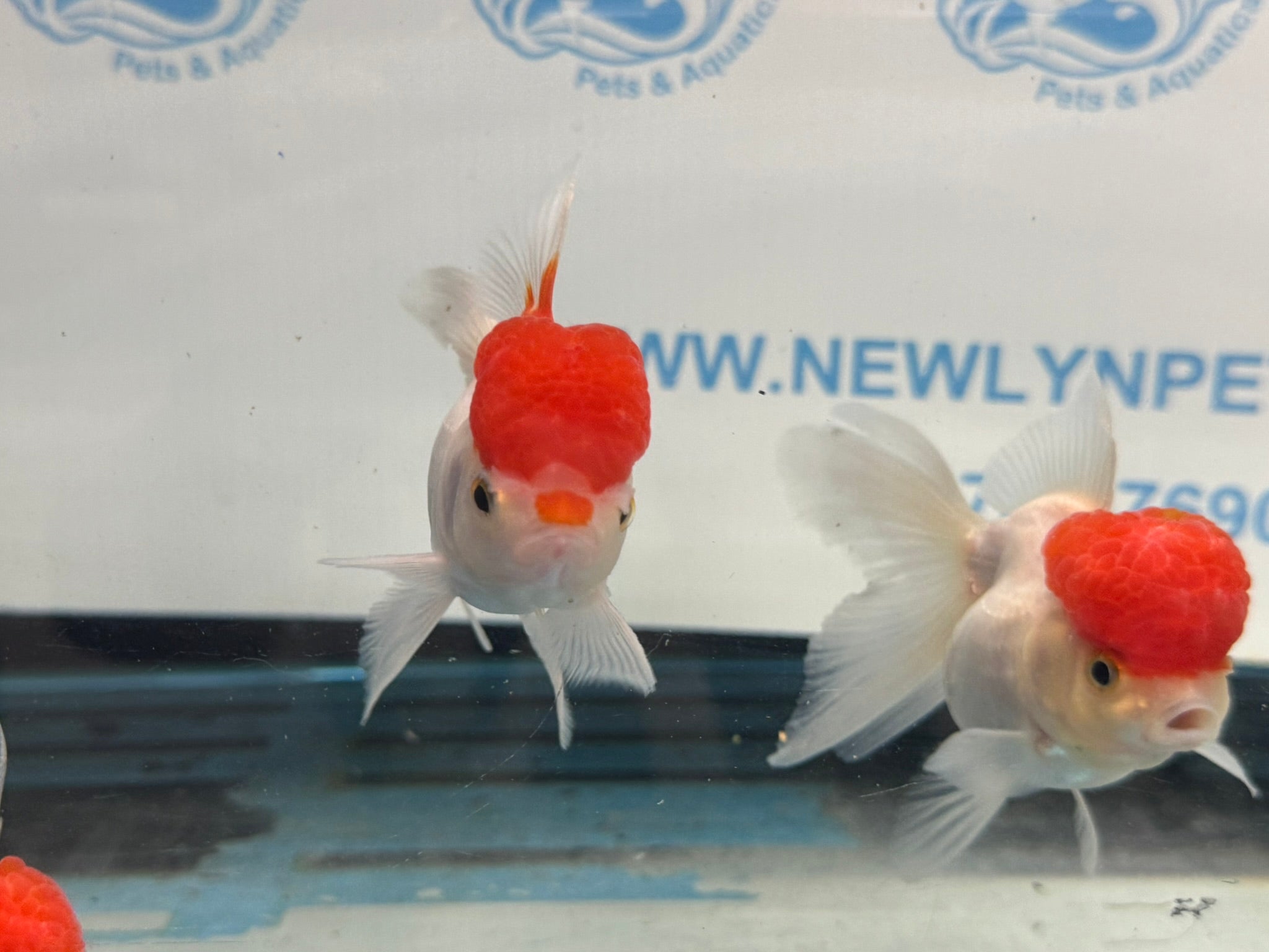 Red Cap Oranda 10 - 11cm Fancy Goldfish - Newlyn - pets - Newlyn - pets - 