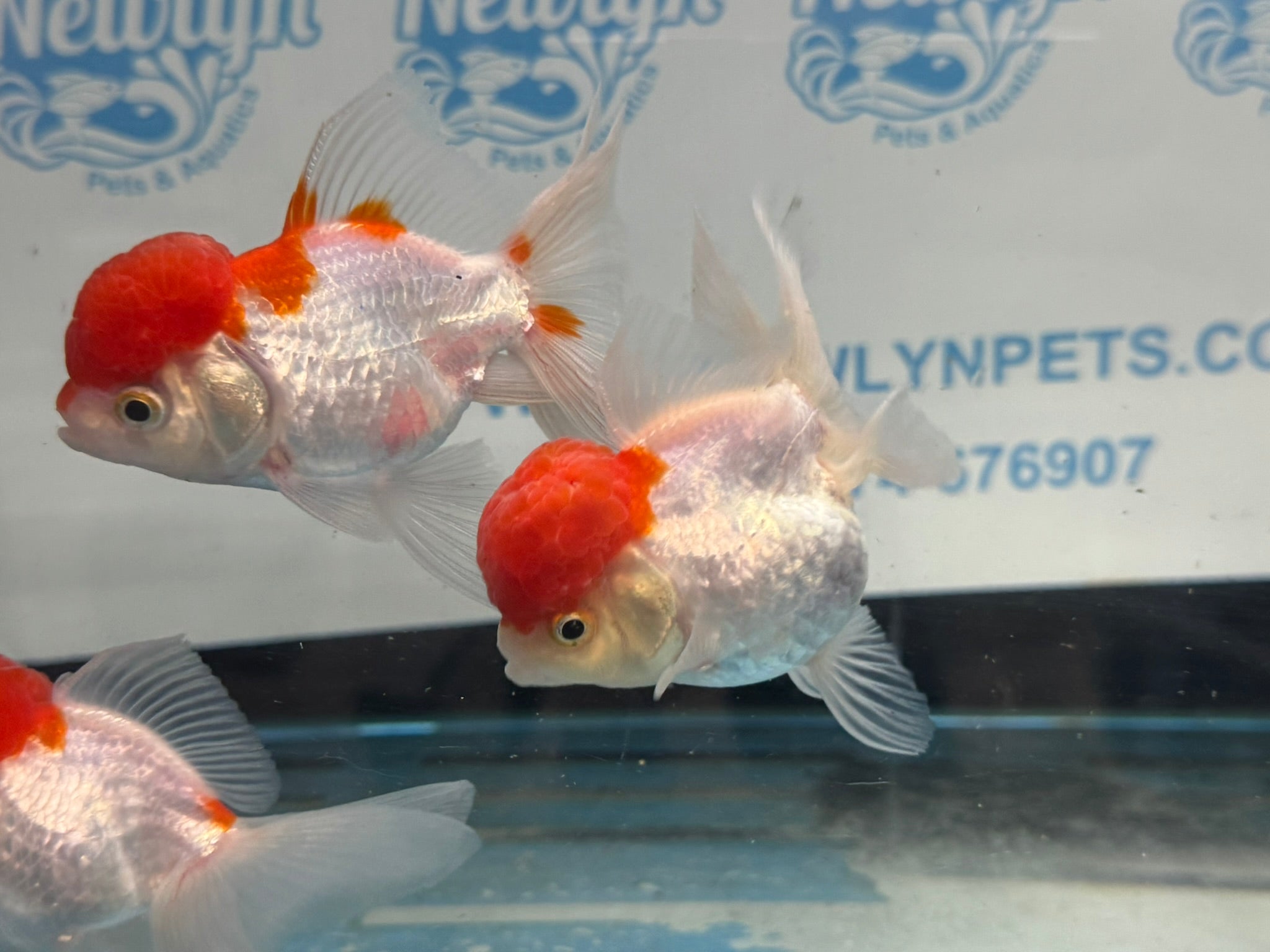 Red Cap Oranda 10 - 11cm Fancy Goldfish - Newlyn - pets - Newlyn - pets - 