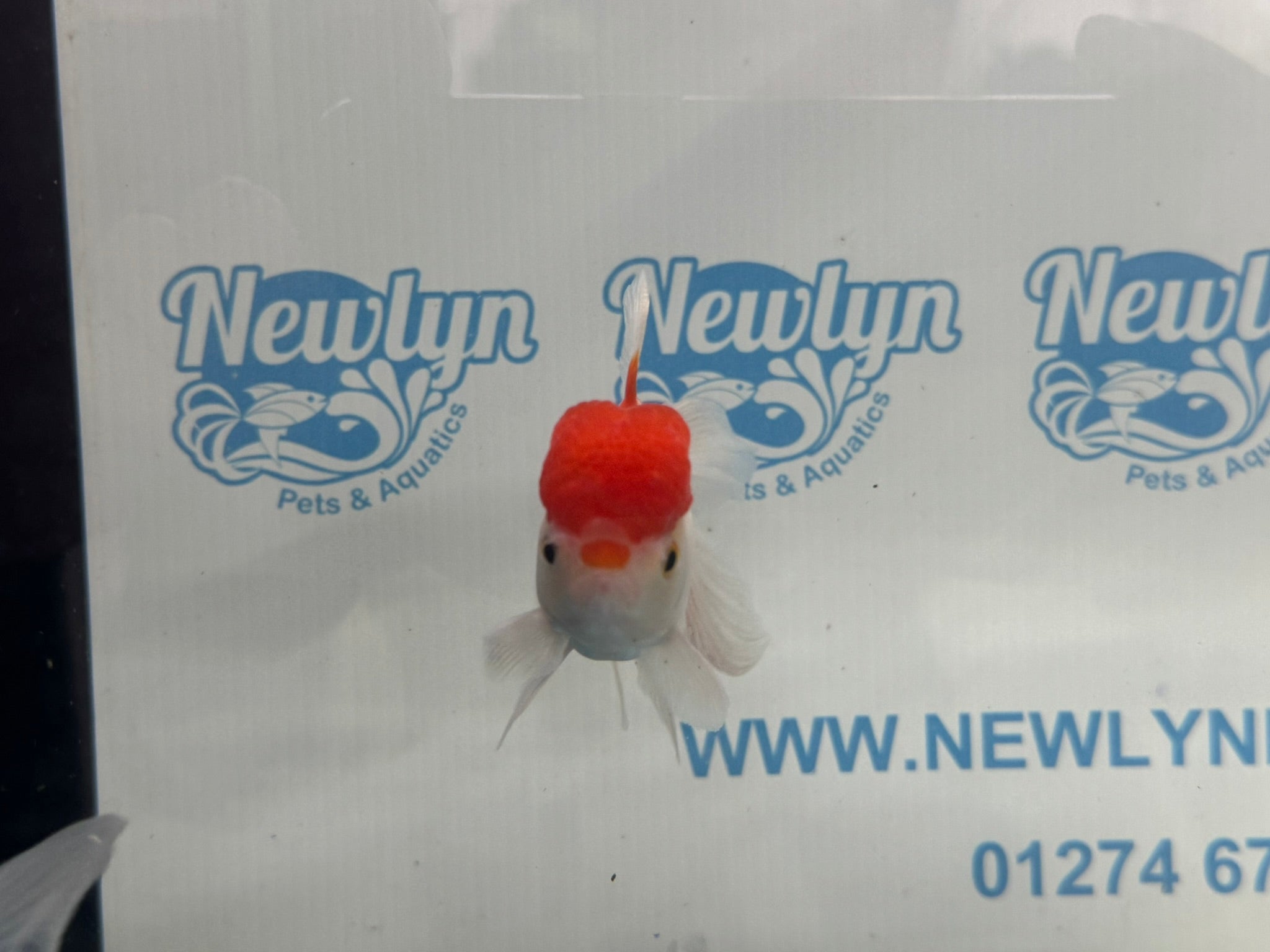 Red Cap Oranda 10 - 11cm Fancy Goldfish - Newlyn - pets - Newlyn - pets - 