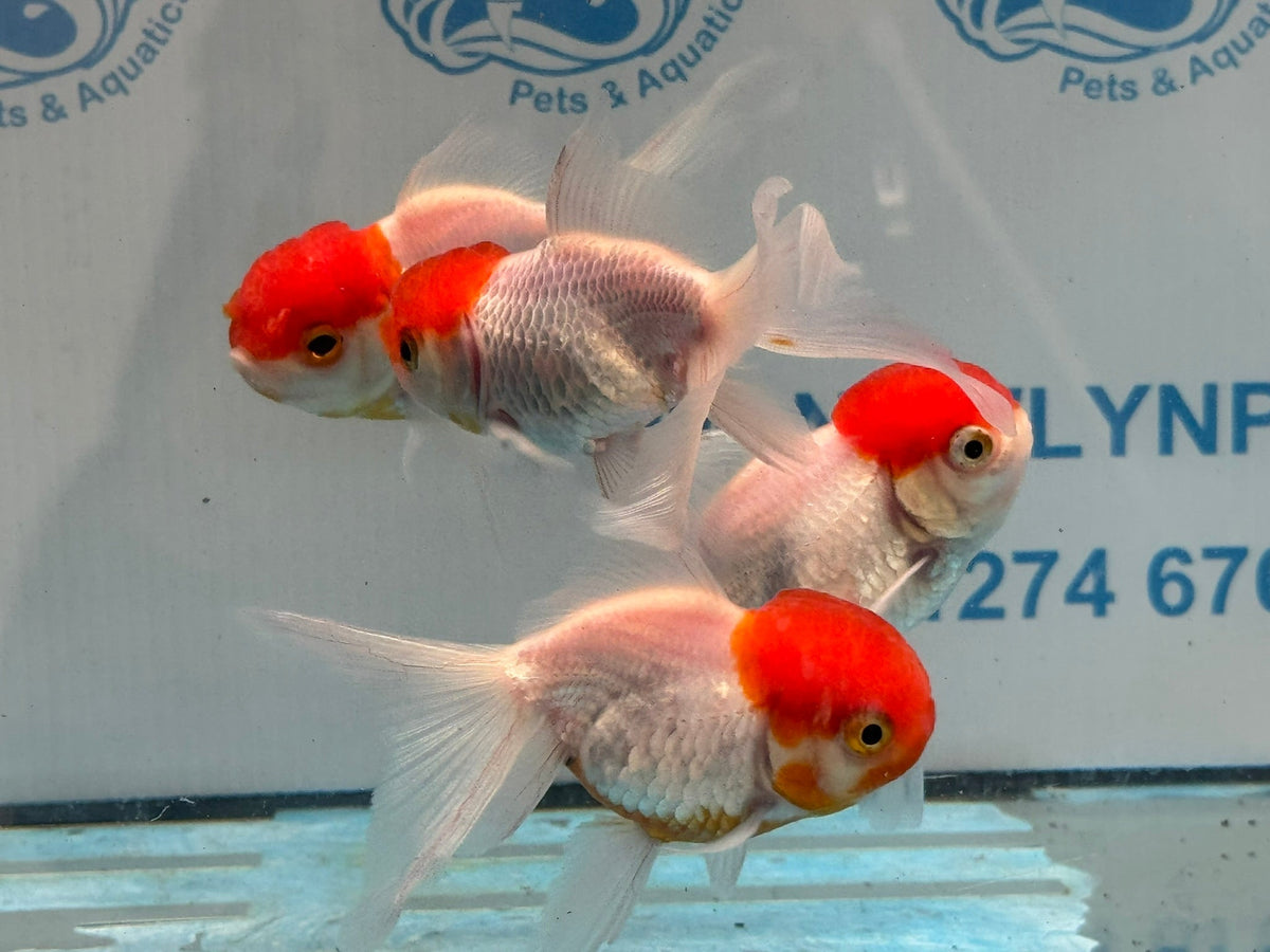 Red Cap Oranda 8-9cm Chinese Fancy Goldfish - Newlyn-pets - Newlyn-pets - 